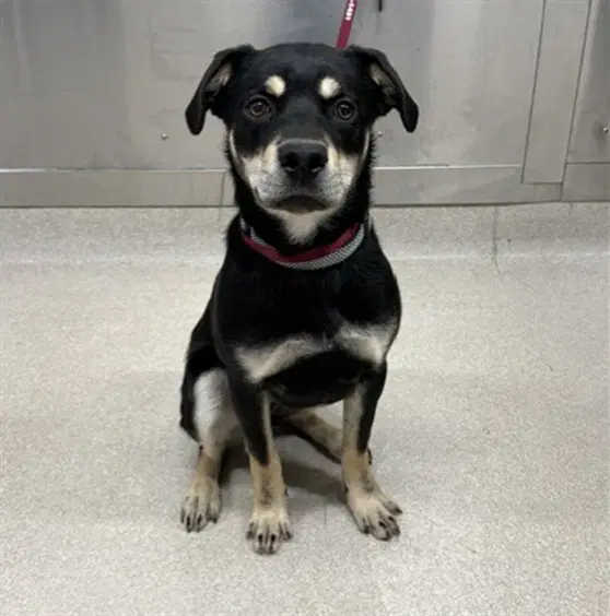 Jasper - Rottweiler