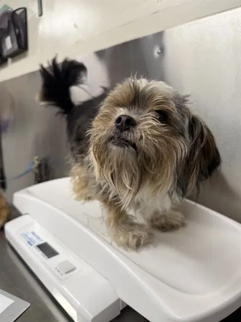 Frank - Yorkshire Terrier Yorkie