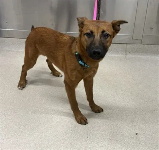Xena - Belgian Shepherd Malinois