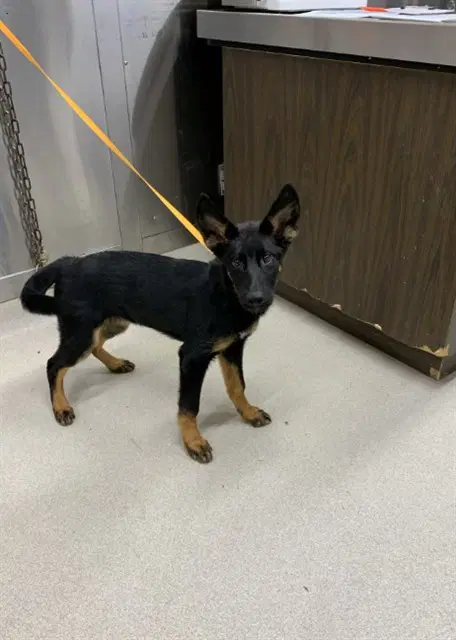 Mali - German Shepherd Dog
