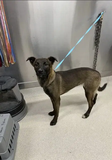Dottie - Belgian Shepherd Malinois