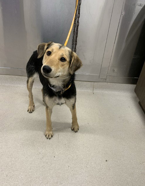 picture of the dog needing adoption