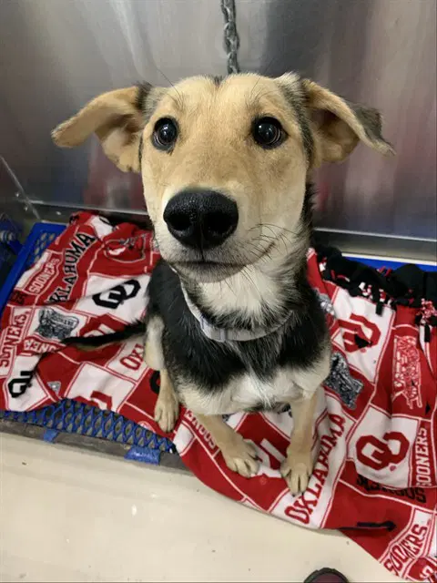 Nadine - Husky