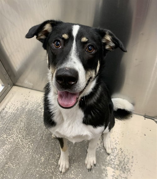 picture of the dog needing adoption