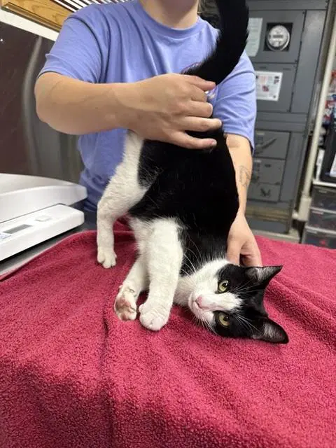 Tootsie - Domestic Short Hair