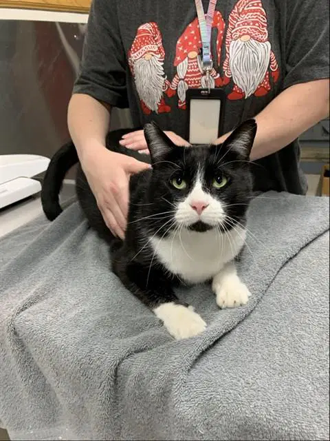 Toko - Domestic Short Hair