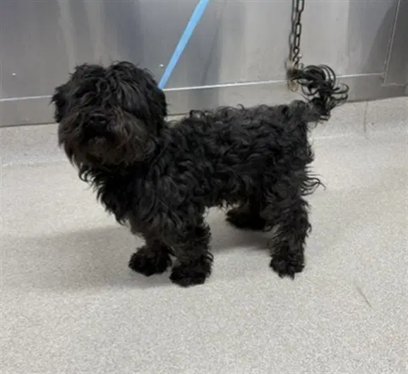 Gennadey - Bichon Frise