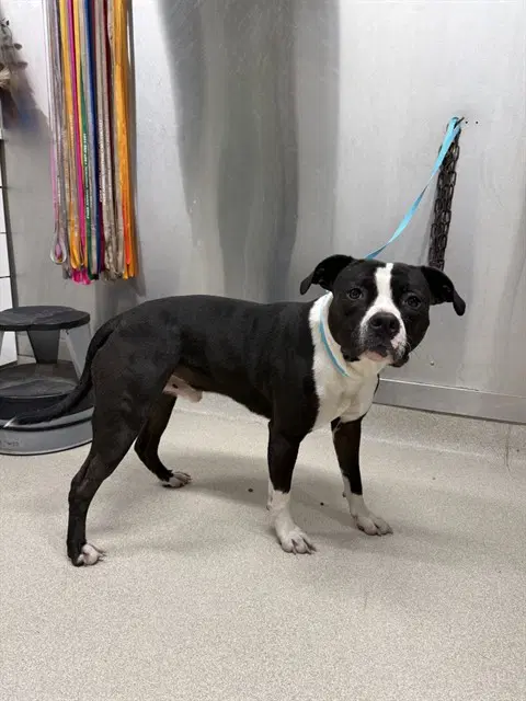 Bear - Pit Bull Terrier