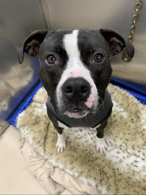 Bear - Pit Bull Terrier