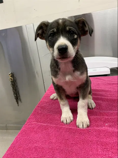 Nancy - Husky