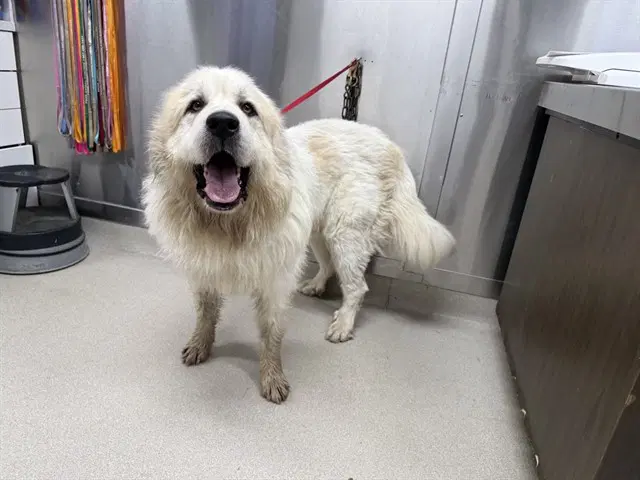 Goose - Great Pyrenees