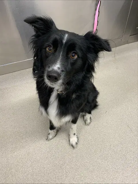 Willow - Australian Shepherd