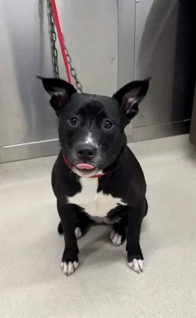 Sookie - Pit Bull Terrier