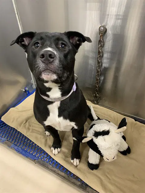Sookie - Pit Bull Terrier