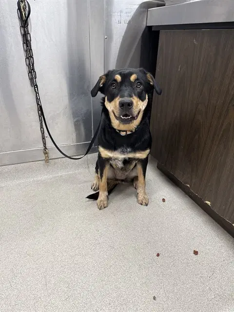 Bella - Rottweiler