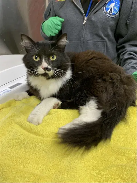 Jessie - Domestic Medium Hair