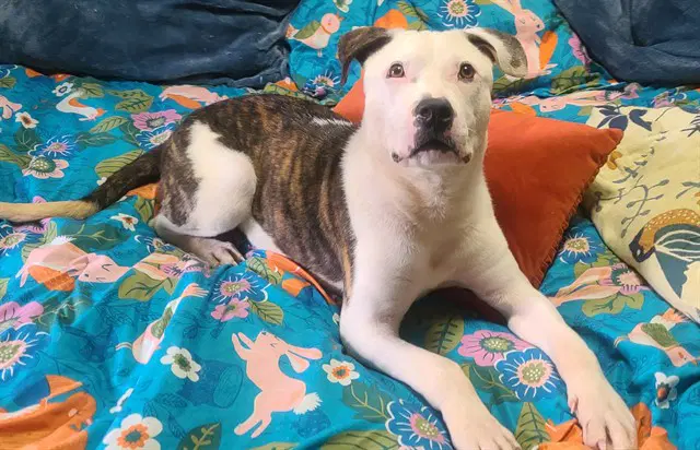 Alfie - Pit Bull Terrier