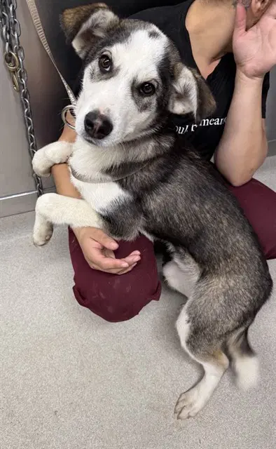 Penn - Husky