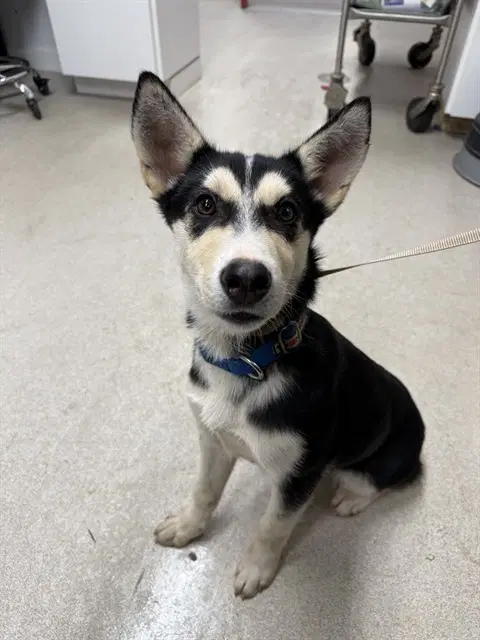 Teller - Husky