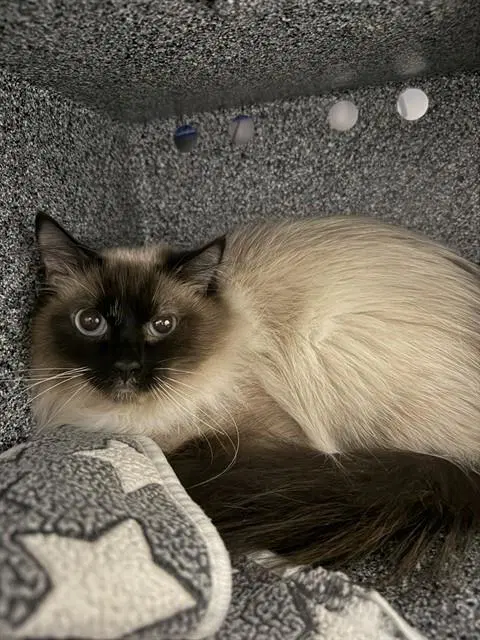 Delilah - Domestic Medium Hair