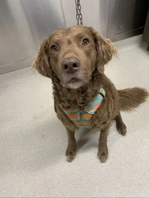Oliver - Chesapeake Bay Retriever