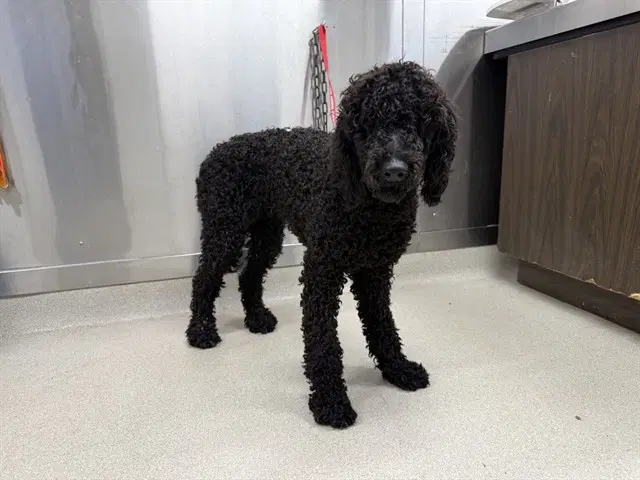 Udal - Poodle (Standard)