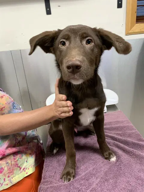 Clint - Labrador Retriever