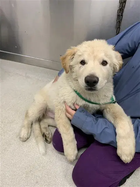 Steven - Golden Retriever
