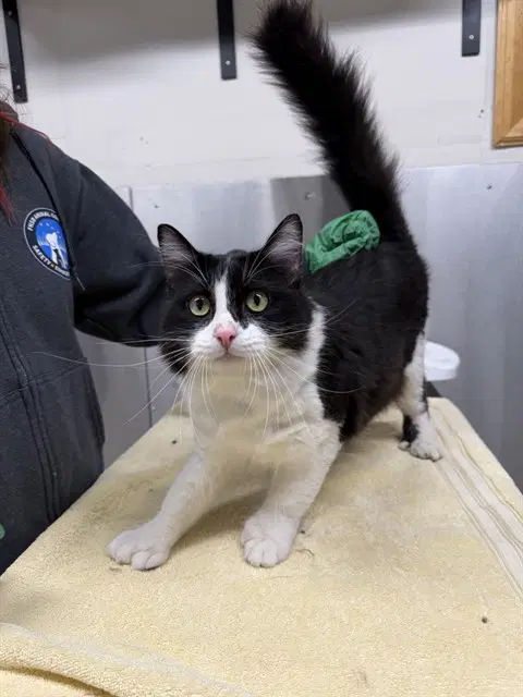 Domino - Domestic Short Hair