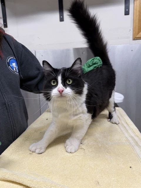 Domino