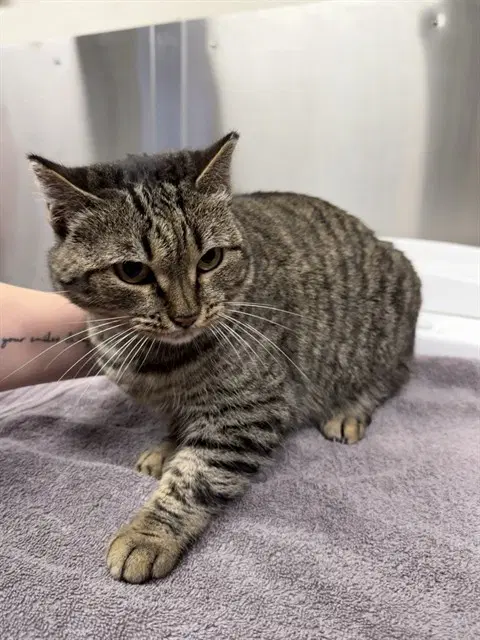 Misty - Domestic Short Hair