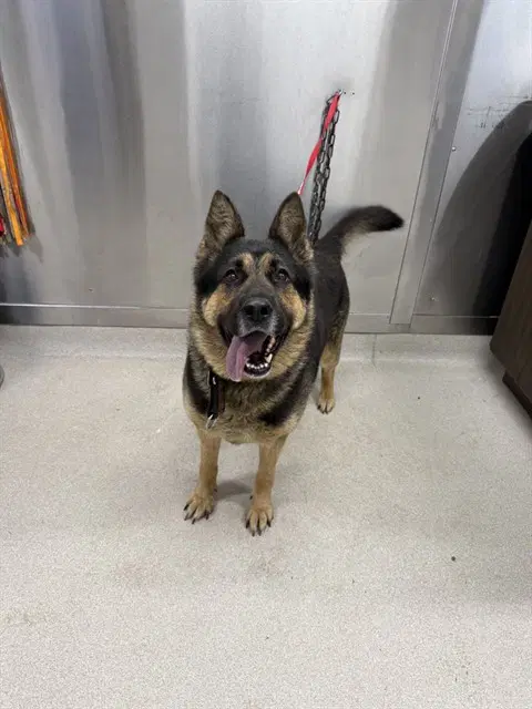 Sloan - German Shepherd Dog