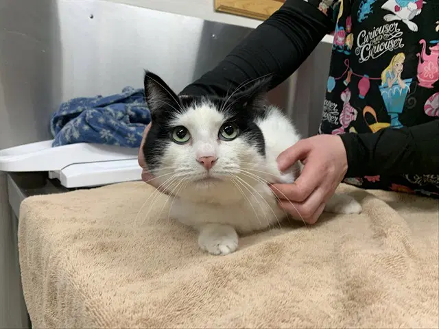 Kratos - Domestic Short Hair