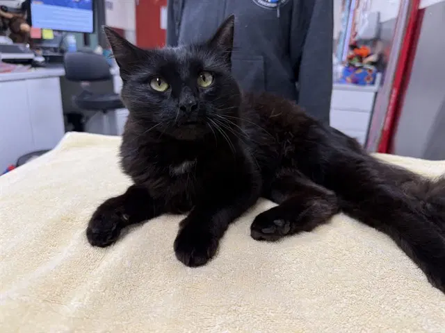 Nitro - Domestic Medium Hair