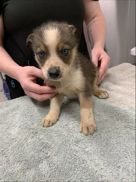 Bianca - Husky