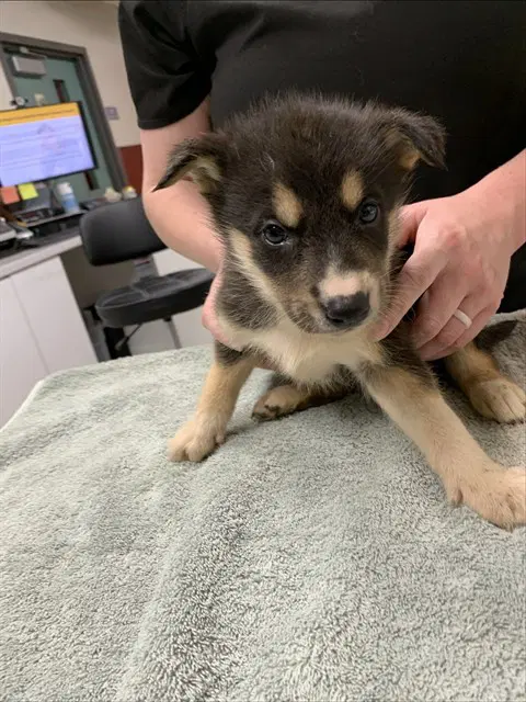 Melody - Husky