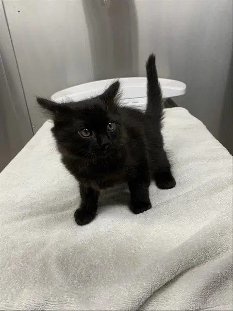Pablo - Domestic Medium Hair