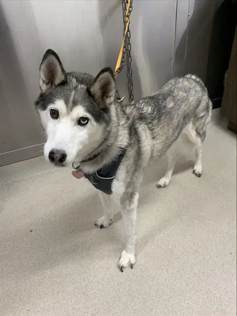 Freya - Siberian Husky