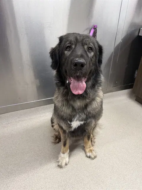 Sparky - Anatolian Shepherd