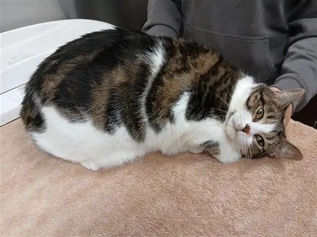 Twinkle Toes - Domestic Short Hair