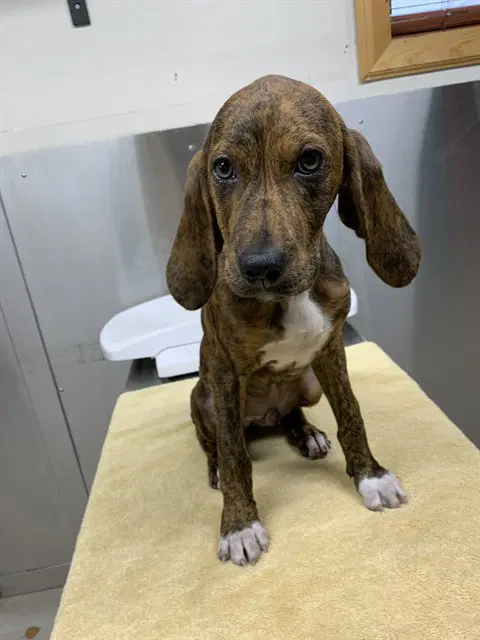 Baize - Plott Hound