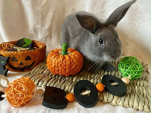 *MICHAEL, a rabbit for adoption from Fairbanks North Start Borough Animal Control