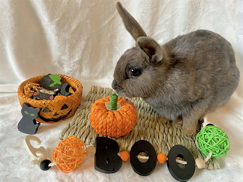 *AMANDA, a rabbit for adoption from Fairbanks North Start Borough Animal Control