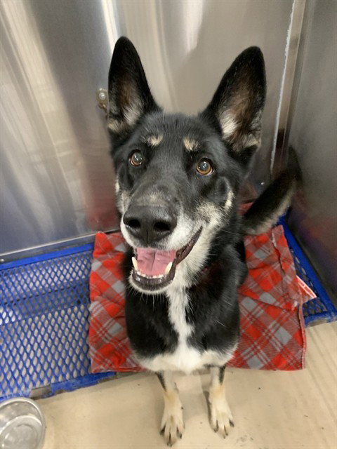 ALASKA, a dog for adoption from Fairbanks North Start Borough Animal Control