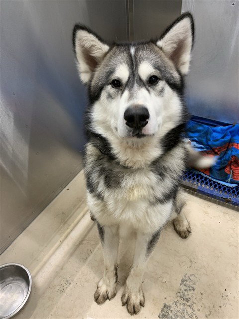 Yukon, Alaskan Malamute