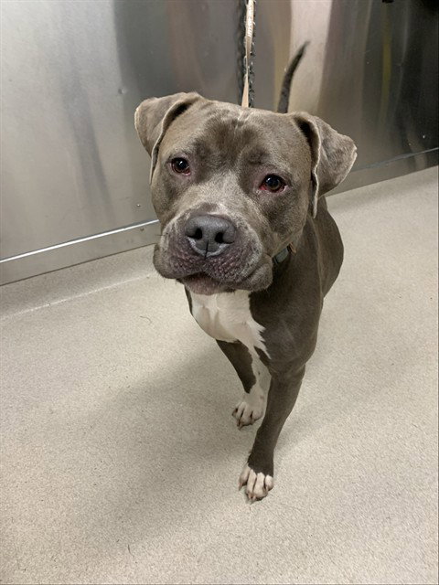 Kisses, Pit Bull Terrier