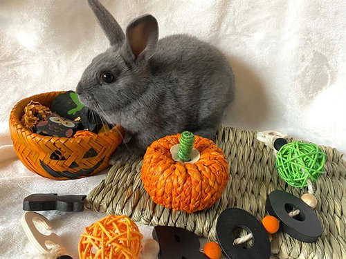 *AMY, a rabbit for adoption from Fairbanks North Start Borough Animal Control