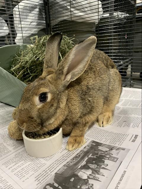 *POPPY, a rabbit for adoption from Fairbanks North Start Borough Animal Control
