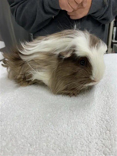 BROWNIE, a guinea pig for adoption from Fairbanks North Start Borough Animal Control