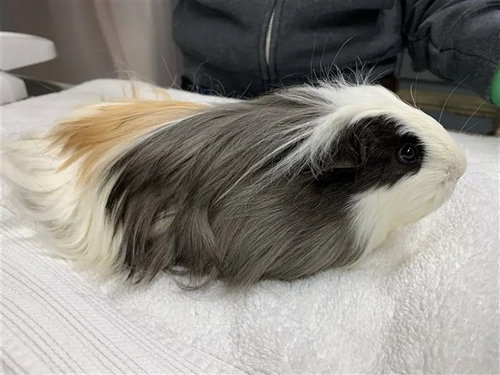 BELLA, a guinea pig for adoption from Fairbanks North Start Borough Animal Control